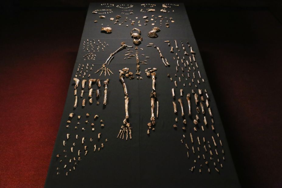 Over 1,500 fossils were uncovered in total. It is believed Homo naledi stood approximately 1.5 meters (about 5 feet) tall and weighed about 45 kilograms (almost 100 pounds). 