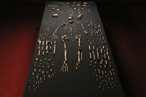 Over 1,500 fossils were uncovered in total. It is believed Homo naledi stood approximately 1.5 meters (about 5 feet) tall and weighed about 45 kilograms (almost 100 pounds). 