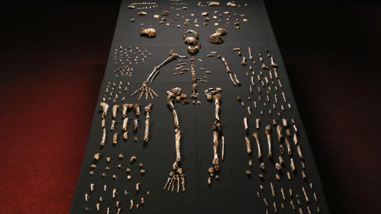 1,700 bones and teeth retrieved from a nearly inaccessible cave near Johannesburg show the skeleton of Homo naledi, pictured in the Wits bone vault at the Evolutionary Studies Institute at the University of the Witwatersrand.