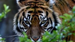 Tila, a Sumatran tiger, is pictured at the Bioparco of Rome on March 31, 2016.