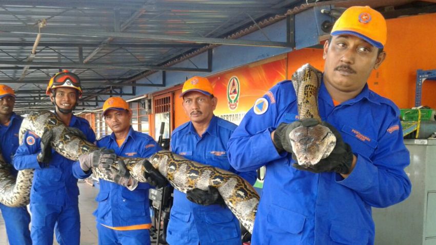 SNAKE CAUGHT BY MALAYSIA CIVIL DEFENCE -1 Close