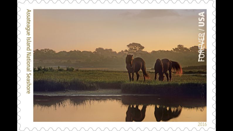 Bands of wild horses are the main attraction at Maryland's and Virginia's Assateague Island National Seashore, a barrier island in the states of Maryland and Virginia. 