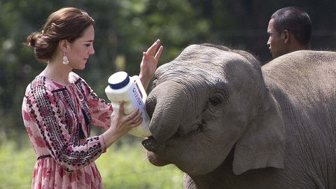 Catherine feeds a baby elephant at the Center for Wildlife Rehabilitation and Conservation on April 13.