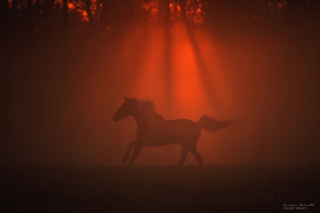 Maiwald will photograph wild horses in Bosnia later in 2016.