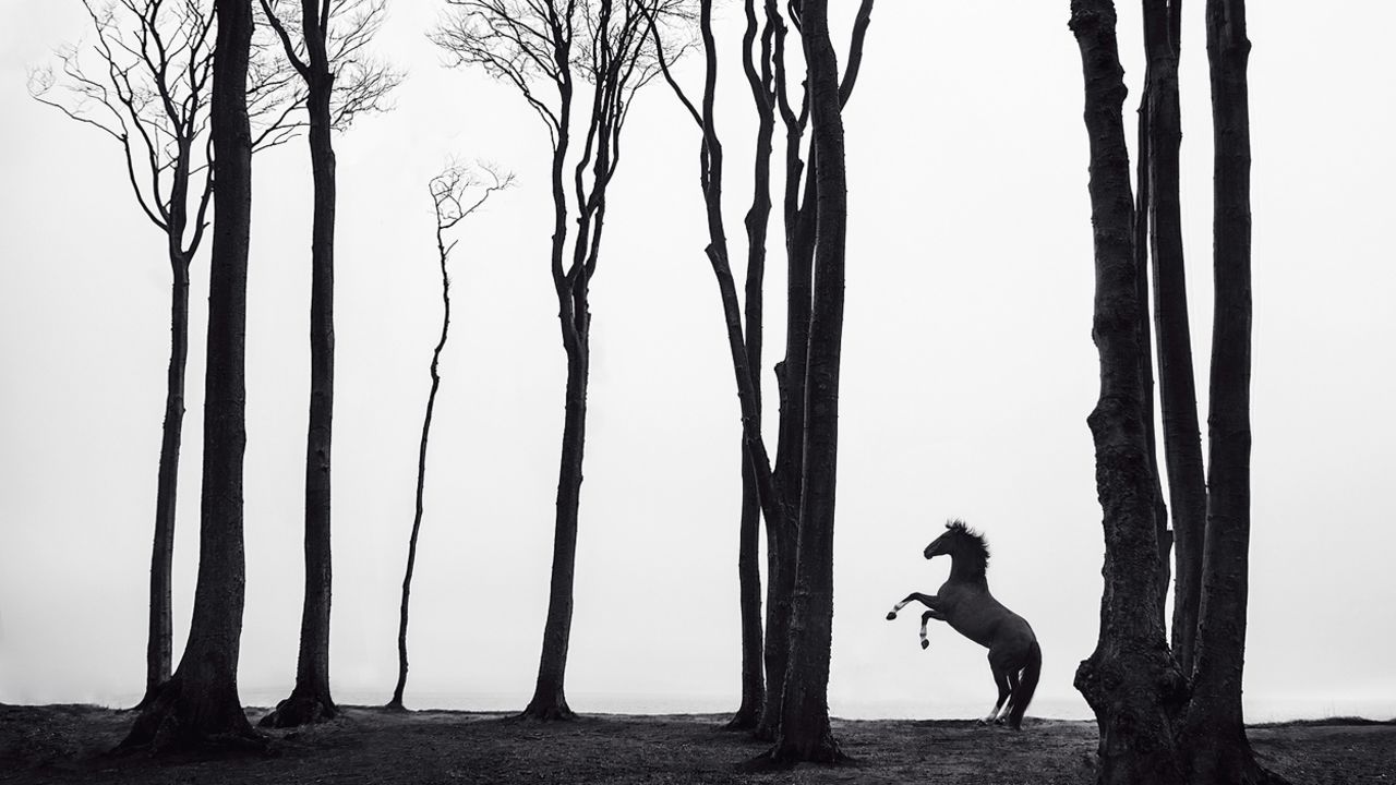 Maiwald has already earned a reputation for capturing the naturalness of horses.