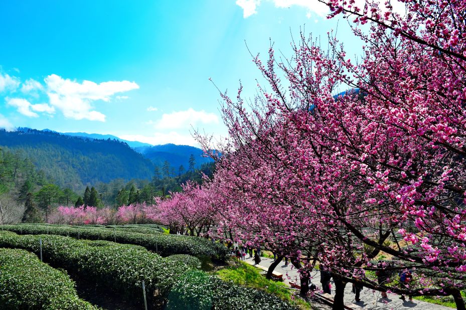 Cherry blossom fan? Taichung's got them too. The season generally lasts from March-April. 