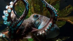Inky, a common New Zealand octopus, defied the odds to make a daring break for freedom.