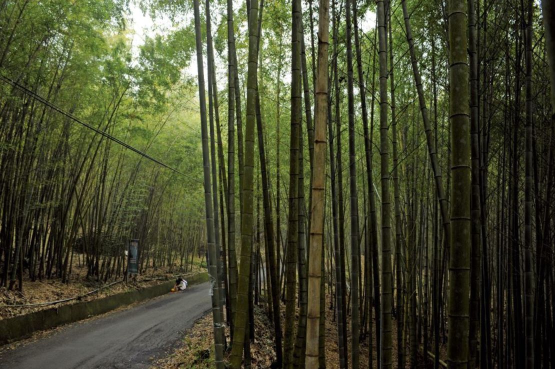 Hsuehshan Forest Recreation Area is a great place for a walk.