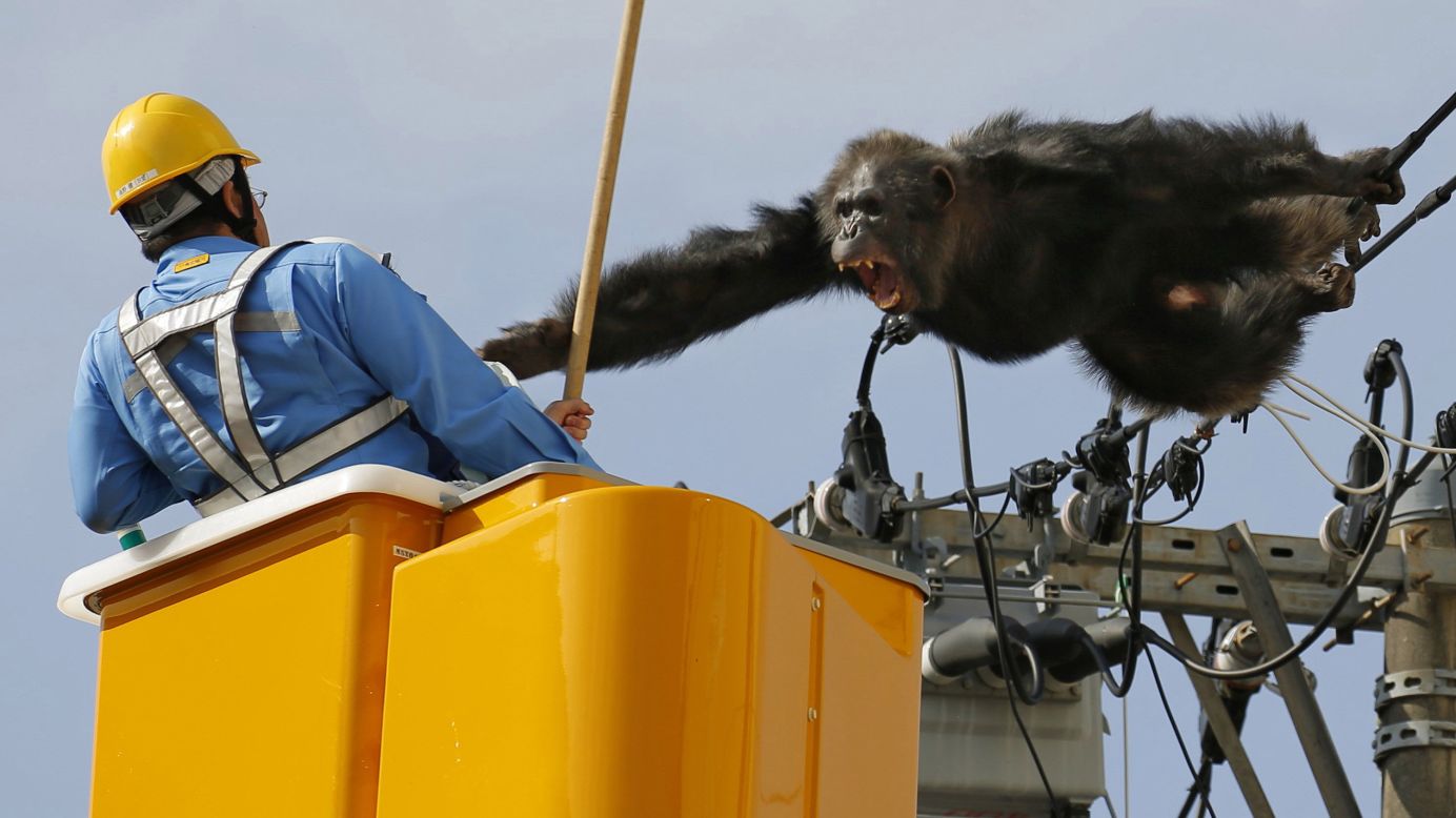 A chimpanzee screams at a worker in Sendai, Japan, after it climbed an electric pole to avoid being captured on Thursday, April 14. The chimp escaped from a zoo in Sendai and was on the loose for nearly two hours.