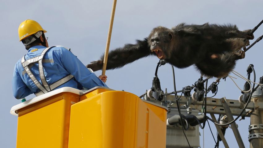 Chacha, the male chimp, screams at a worker in Sendai, northern Japan, Thursday, April 14, 2016 after fleeing from a zoo.  The chimpanzee tried desperately to avoid being captured by climbing an electric pole. Chacha was on the loose nearly two hours Thursday after it disappeared from the Yagiyama Zoological Park in Sendai, the city that's hosting finance ministers from the Group of Seven industrialized nations in May. (Kyodo News via AP) JAPAN OUT, MANDATORY CREDIT