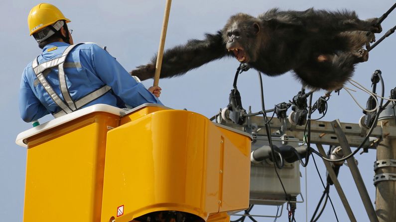 ChaCha, a male chimpanzee, screams at a worker in Sendai, Japan, on Thursday, April 14, after fleeing from a zoo.