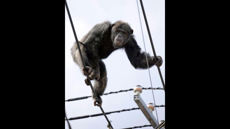 ChaCha the chimp briefly escapes from zoo in Japan CNN