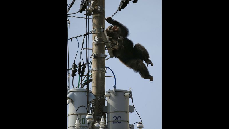 ChaCha the chimp briefly escapes from zoo in Japan CNN