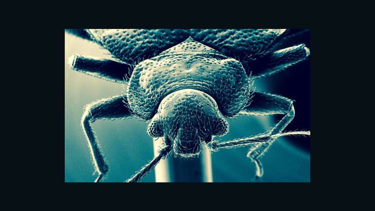 bed bug sydney study