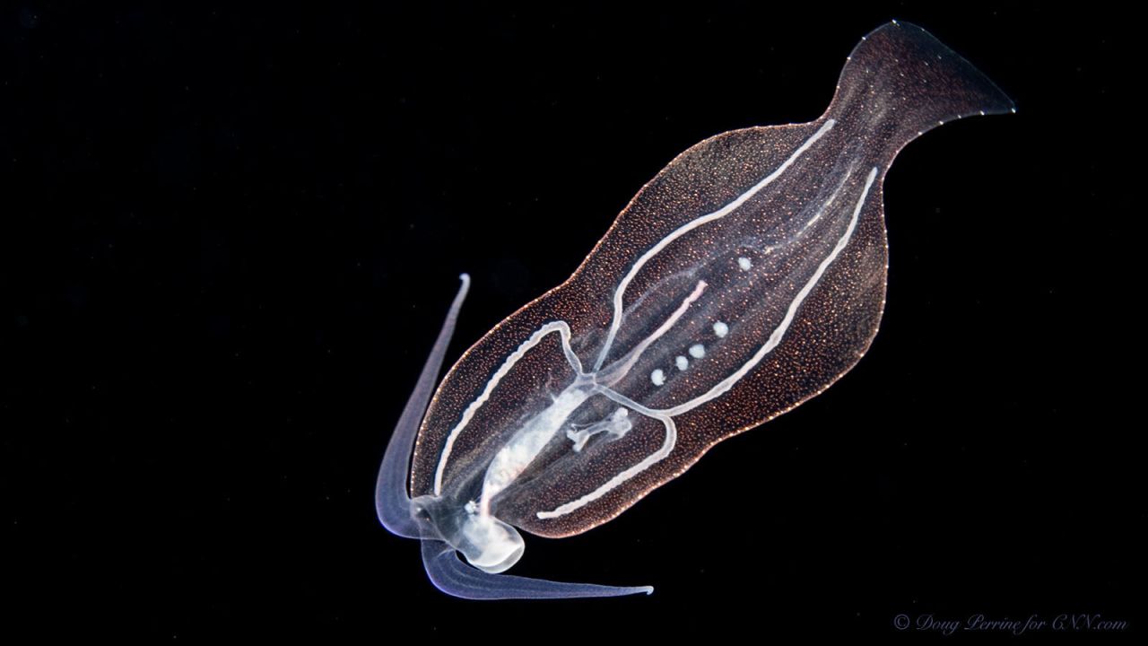 "This is the world's largest migration," says marine biologist Sarah Matye, "and it happens every night. These animals are coming up from the mesopelagic zone." 