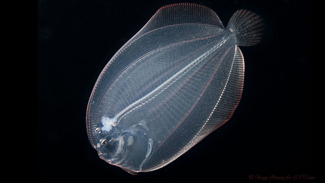 Matye and Milisen are in constant communication with scientists who study the sorts of gelatinous plankton, juvenile fish and invertebrates that float about in Kona's surface waters at night. 