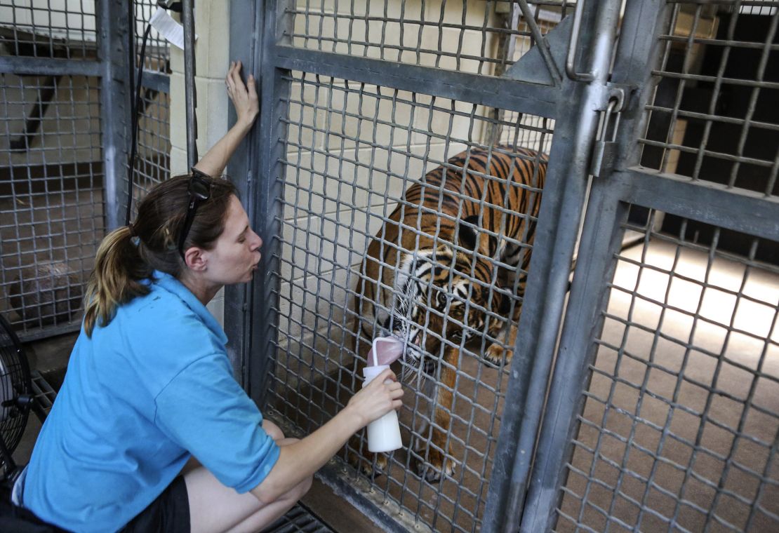 Stacey Konwiser, 38, was lead tiger keeper at the zoo.