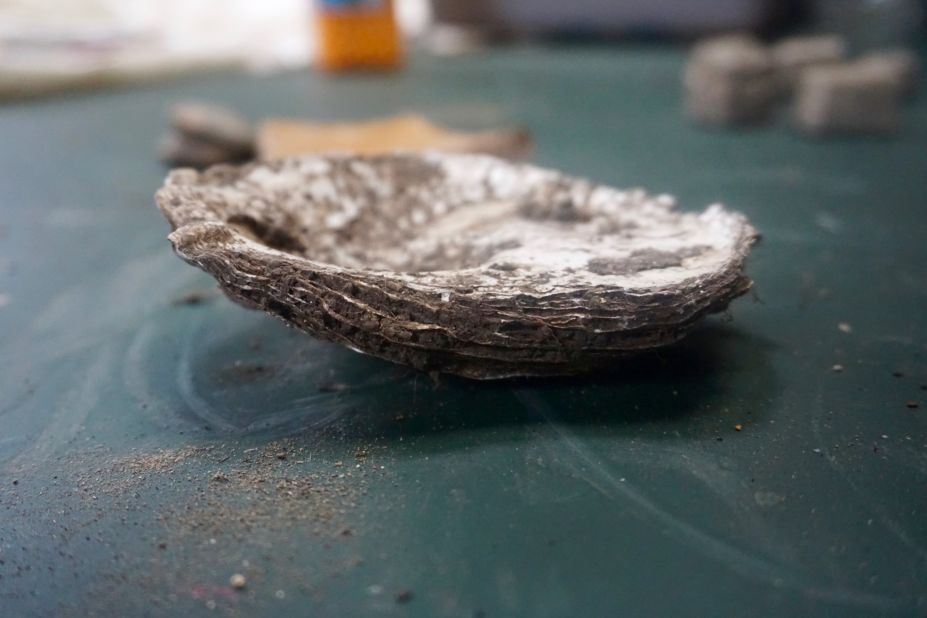 Discarded oyster shells were also discovered that the ancient inhabitants would have dined on.