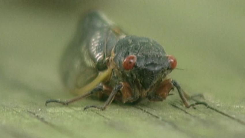 cicadas prepare to emerge wbns dnt_00000523.jpg