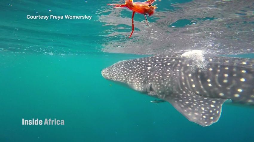 inside africa djibouti whale sharks spc b_00002230.jpg