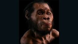 Reconstruction of Homo naledi by John Anthony Gurche.