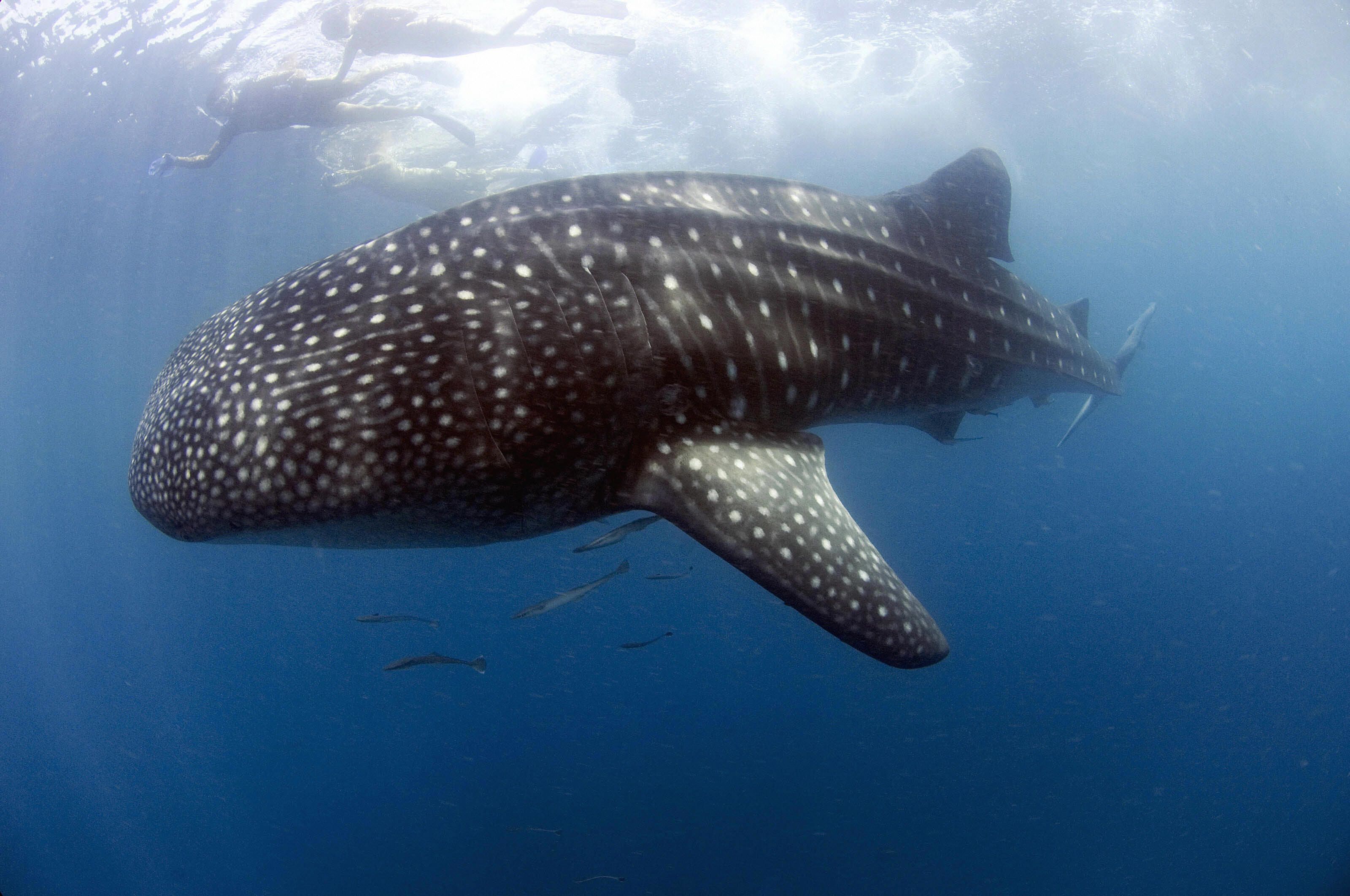 Global Whale Shark Research & Conservation Program — Marine Megafauna  Foundation