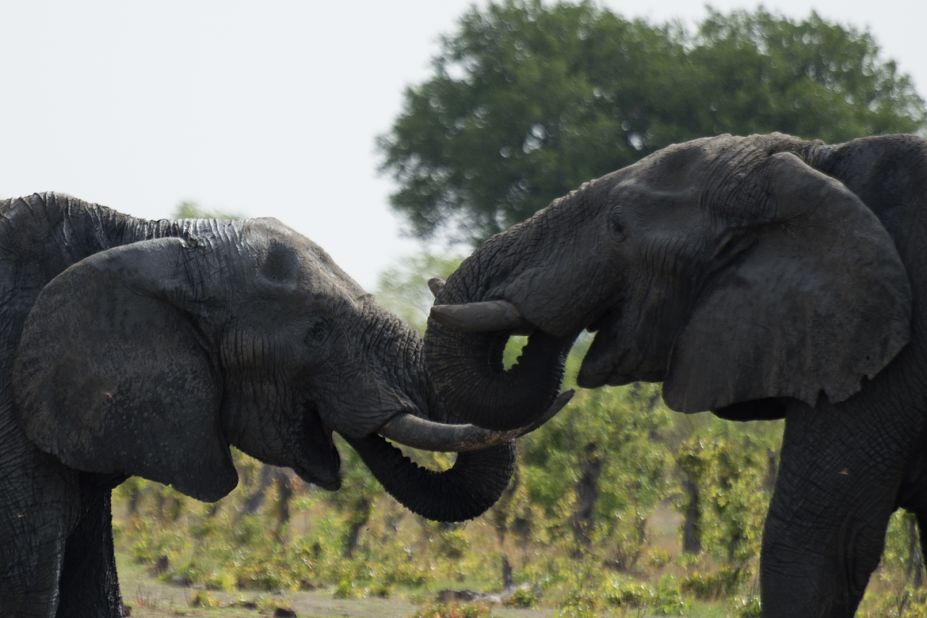 Trade has become increasingly diverse, as typified by <a href="http://news.nationalgeographic.com/2016/01/160101-zimbabwe-elephants-china-export-zoos-conservation-jane-goodall/" target="_blank" target="_blank">recent deals</a> to export elephants from Zimbabwe to China. President Robert Mugabe's government sold 24 elephants to Chinese zoos in 2015, and despite protests from animal welfare groups, the figure will climb again this year. 