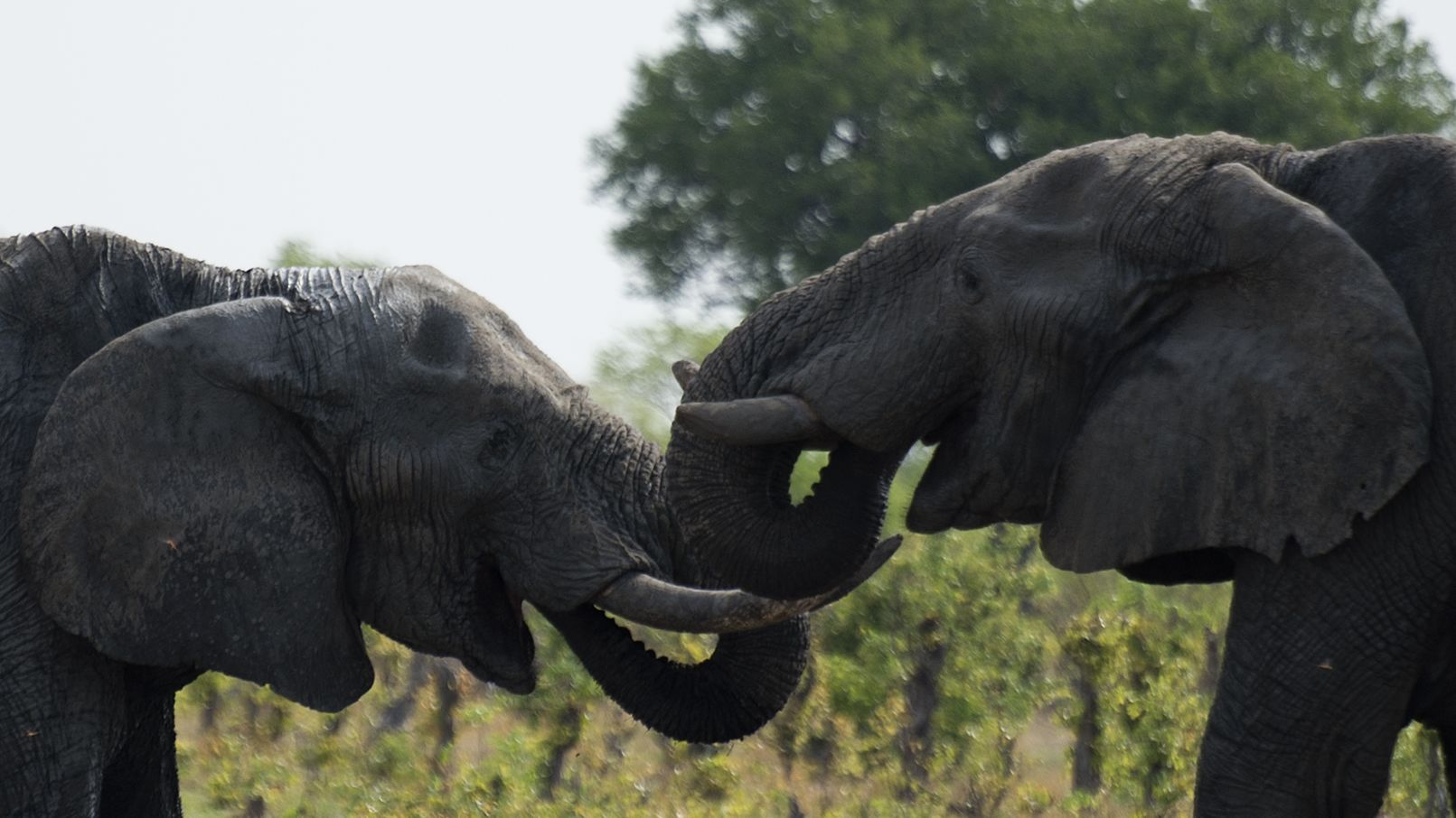 African elephants are pictured in Hwange National Park in Zimbabwe.