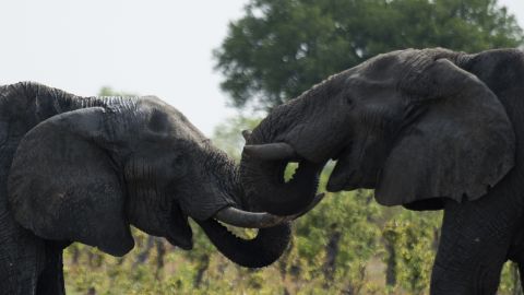 African elephants seen in Hwange National Park in Zimbabwe.