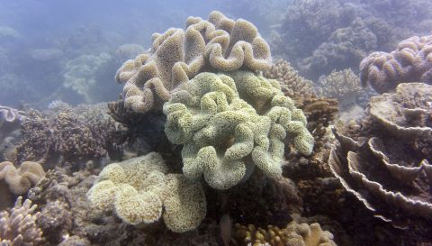 A photo taken on September 22, 2014, shows bleached coral on the Reef, a key Australian tourist attraction.