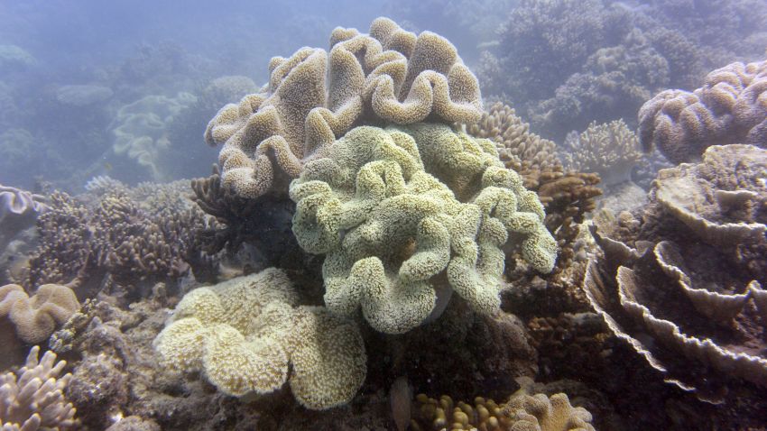 A photo taken on September 22, 2014, shows coral on Australia's Great Barrier Reef.  The 2,300-kilometre-long reef contributes AUS$5.4 billion (US$4.8 billion) annually to the Australian economy through tourism, fishing, and scientific research, while supporting 67,000 jobs, according to government data.  According to an Australian government report in August, the outlook for the Earth's largest living structure is "poor", with climate change posing the most serious threat to the extensive coral reef ecosystem.  AFP PHOTO/William WEST        (Photo credit should read WILLIAM WEST/AFP/Getty Images)