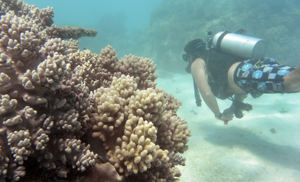 Of the reefs surveyed in the northern third of the Reef, 81% are characterized as "severely bleached."