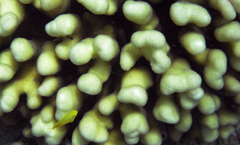 Driven by ocean temperatures that have been 1-2 degrees Celsius (1.8-3.6° F) above average, the bleaching event has left large sections of coral drained of all color and fighting for survival.