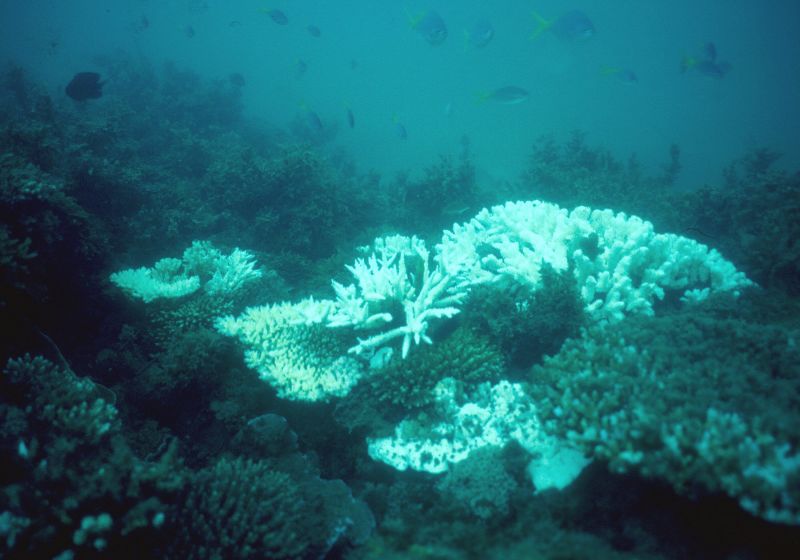 Global Warming Is Killing The Great Barrier Reef, Study Says | CNN