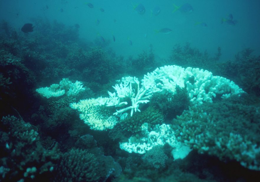 The Reef has suffered two mass bleaching events, in 1998 and 2002, but the extent of the bleaching in these years was less severe than in 2016.