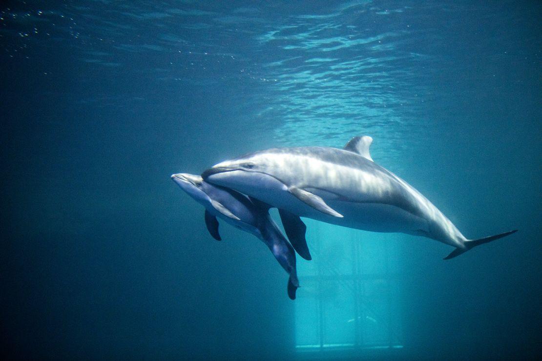 Katrl and her newborn at the Shedd Aquarium in 2016.