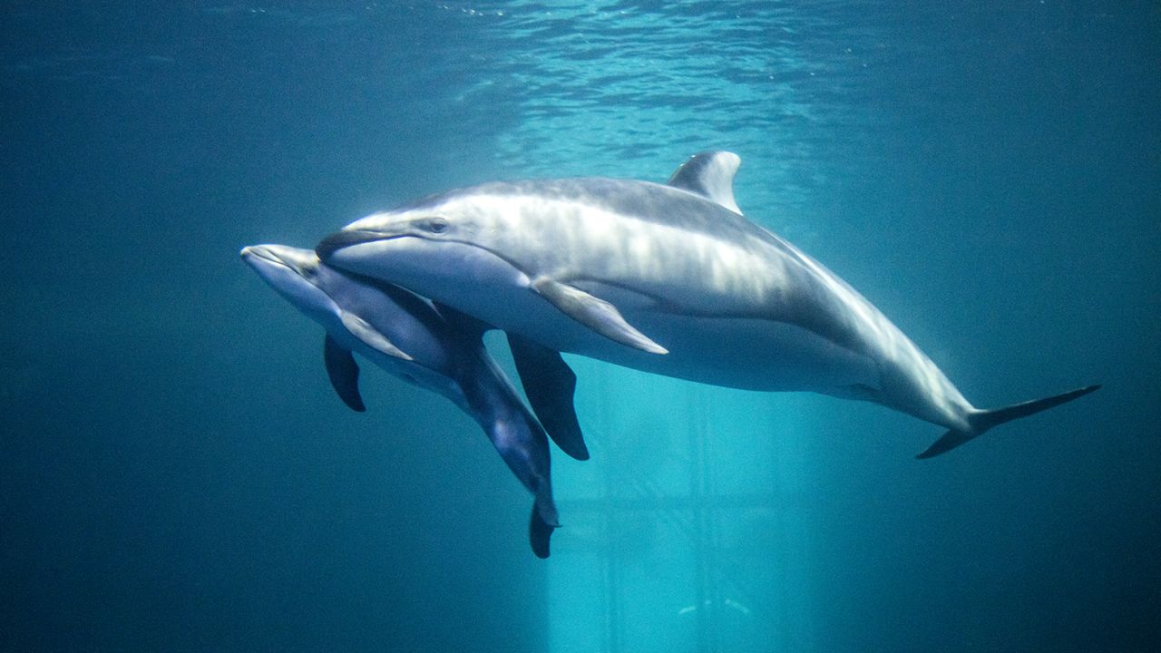 Katrl and her newborn at the Shedd Aquarium in 2016.