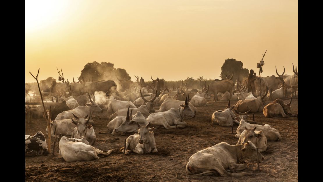 RESTRICTED mundari cows 2