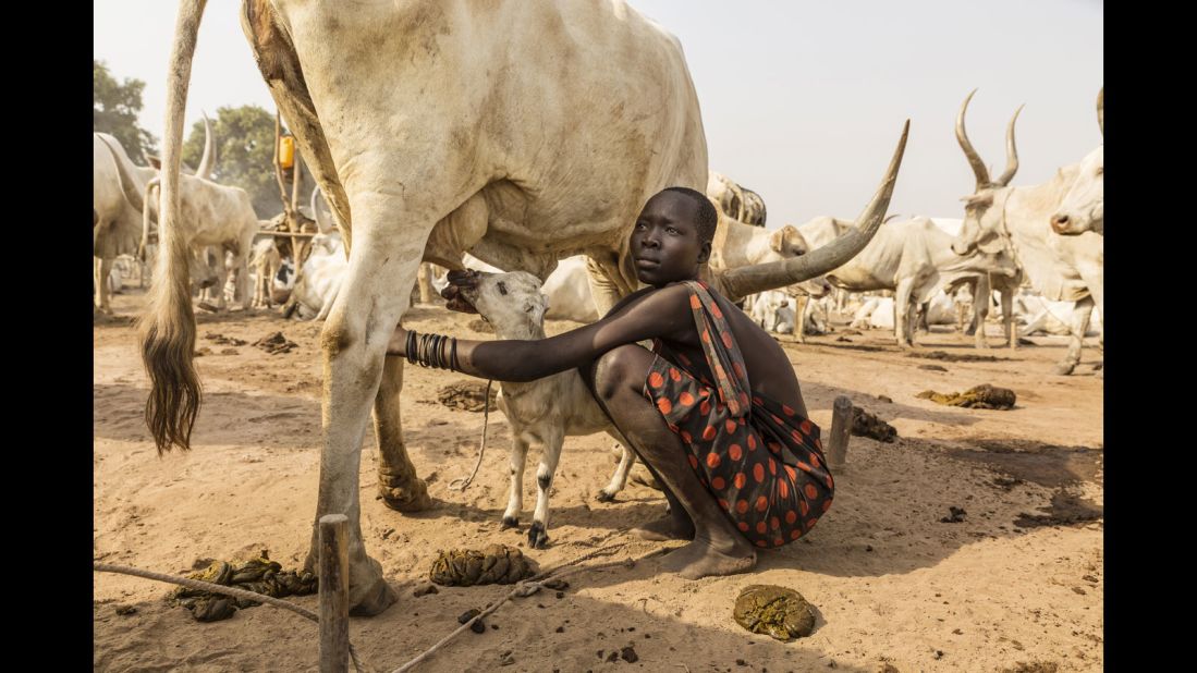 A Mundari girl helps a lamb to suckle on a cow's teat. It is not just the Mundari people who benefit from the cow's milk.