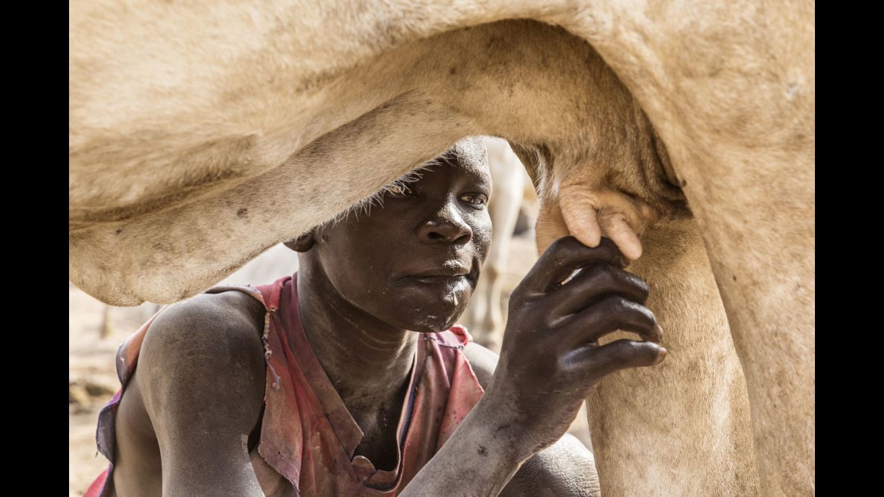 A Mundari boy drinks milk straight from the cow's udder.