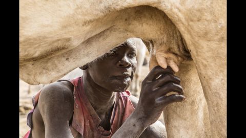 A Mundari boy drinks milk straight from the cow's udder. 