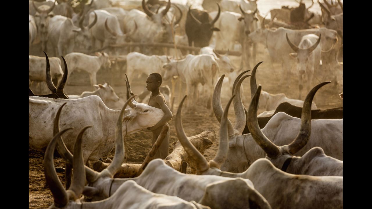 A young Mundari boy holds his precious Ankole-Watusi cow in the middle of the camp. When Zaidi visited, he estimated the camp had approximately 500 animals, whose value can reach up to $500 each.
