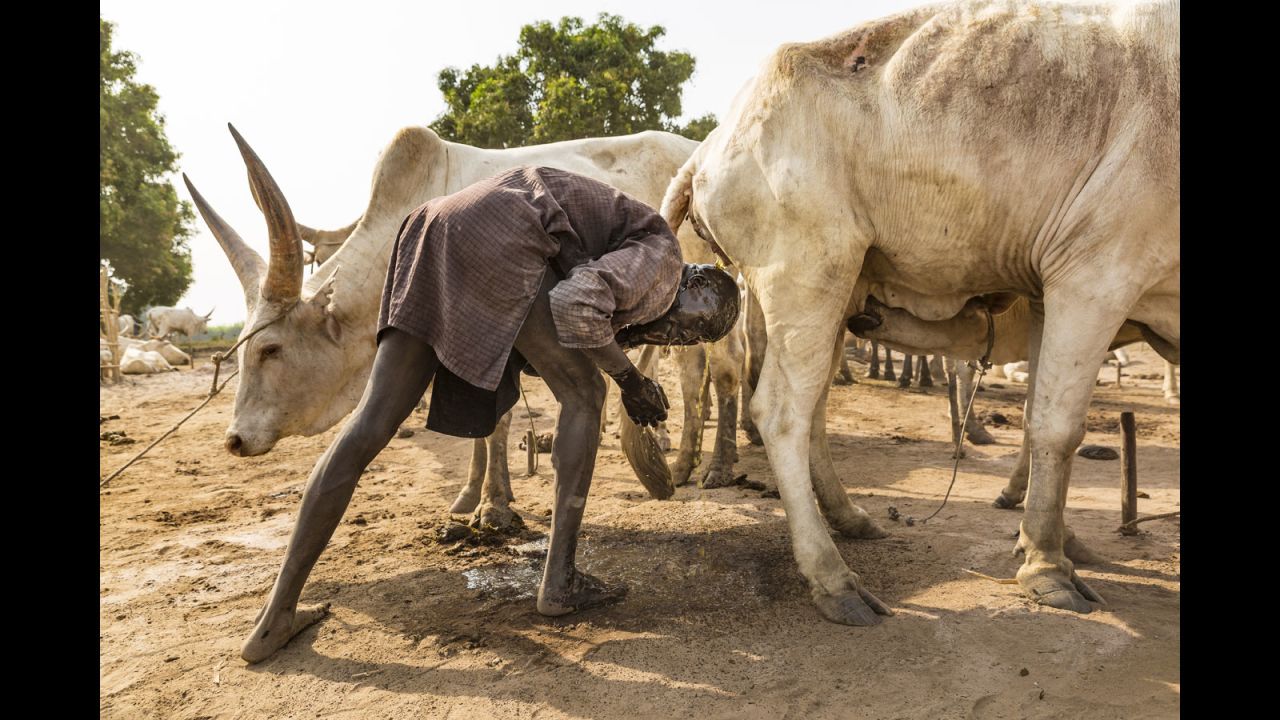 A Mundari man takes advantage of the purported antibacterial properties of the cow's urine. An extra benefit is that ammonia in the urine will dye his hair orange.
