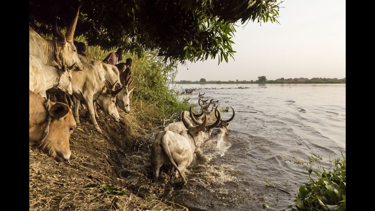 The Mundari encourage their cattle to cross the Nile to get to an island where they will graze for the next few months. Finding new pasture is problematic, due to the prevalence of landmines laid during the war.