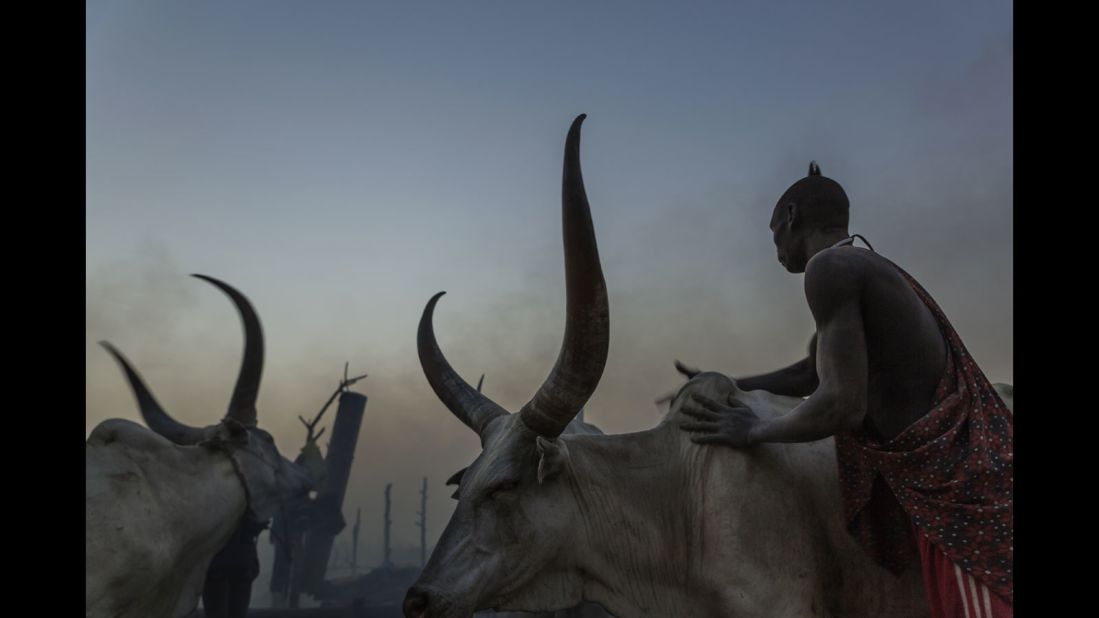A Mundari man washes his cows with ash to protect them from insects during the night. The camp drums can be seen in the distance.<br />