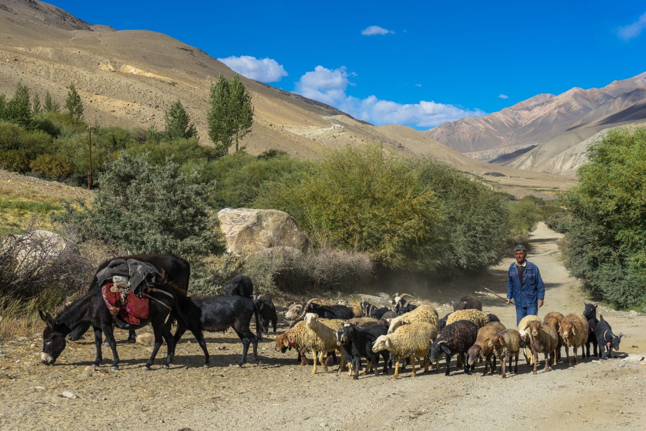 A shepherd moves his herd of sheep through the village of Langar in Tajikistan.