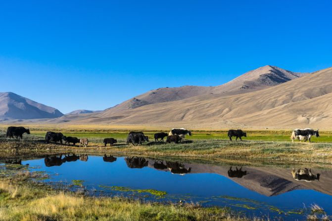 Yaks roam freely around the village of Bulunkul.