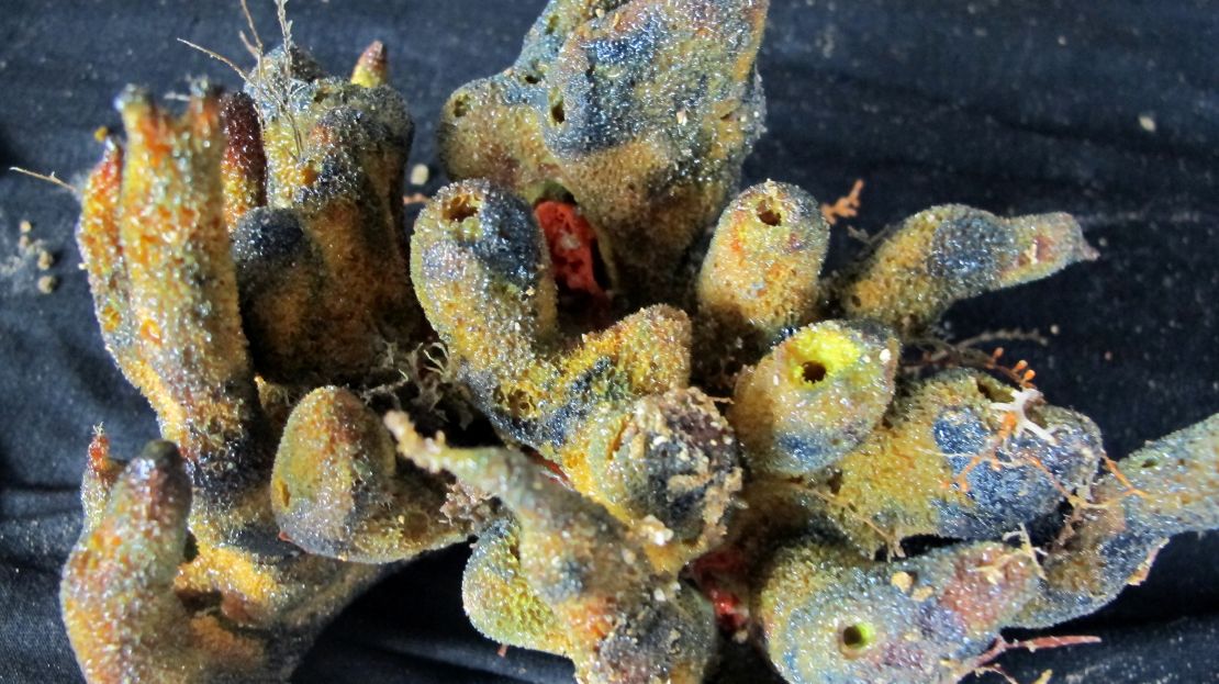 American and Brazilian researchers collected this sponge sample as well.