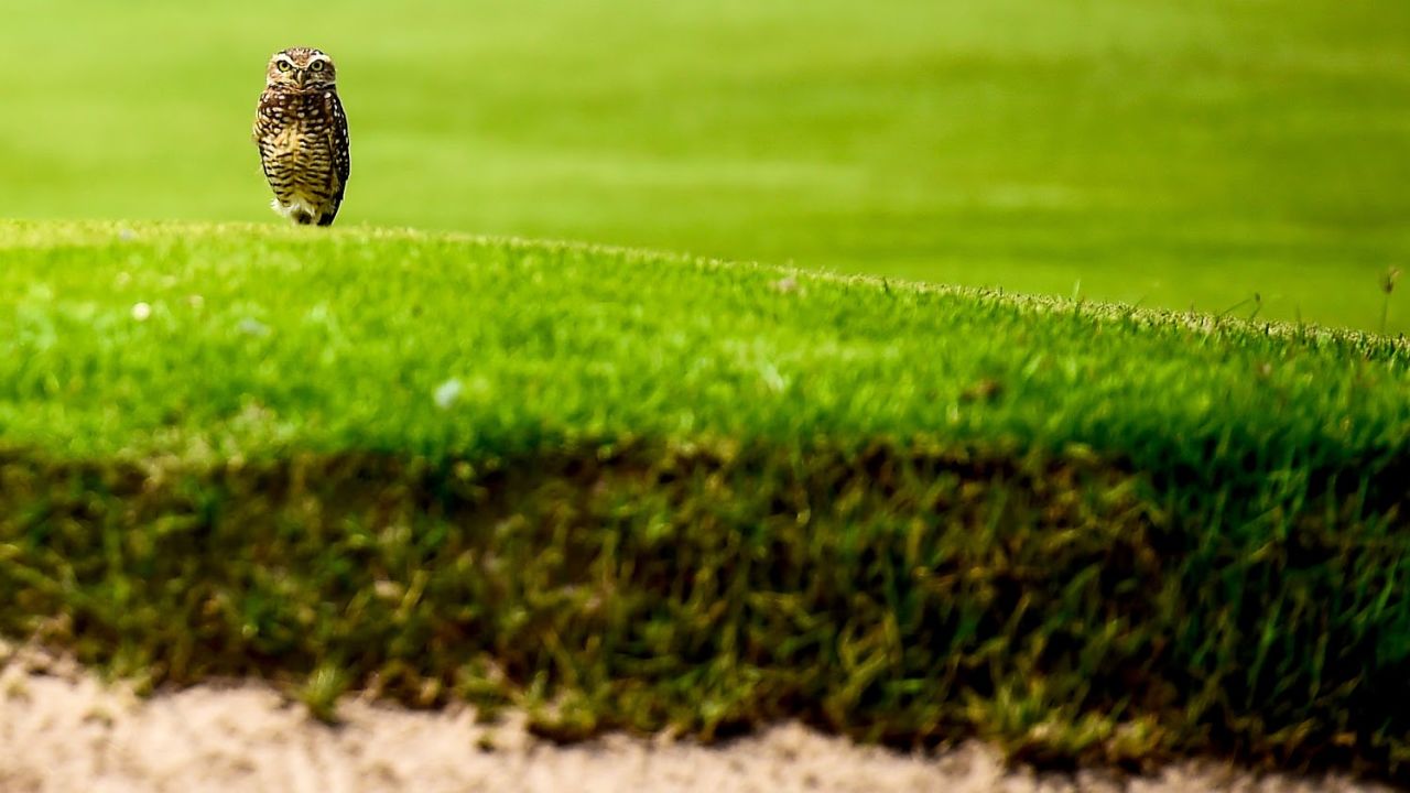Rio 2016 is 100 days away but this spectator at the city's Olympic golf course couldn't give a hoot.
