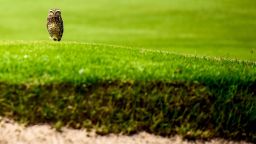 Owl in one? - Rio 2016 is 100 days away but this spectator at the city's Olympic golf course couldn't give a hoot.